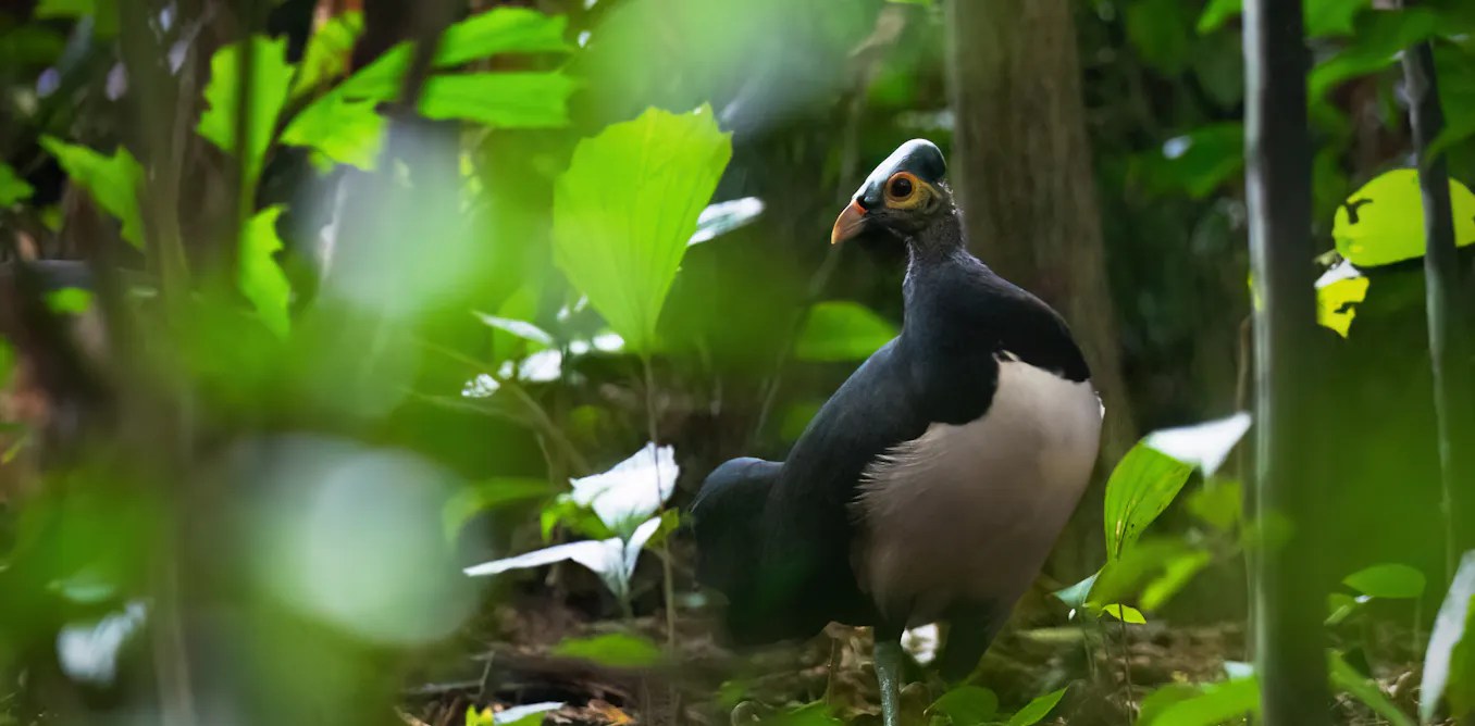 Bird counts miss evolutionary history in Indonesian forests