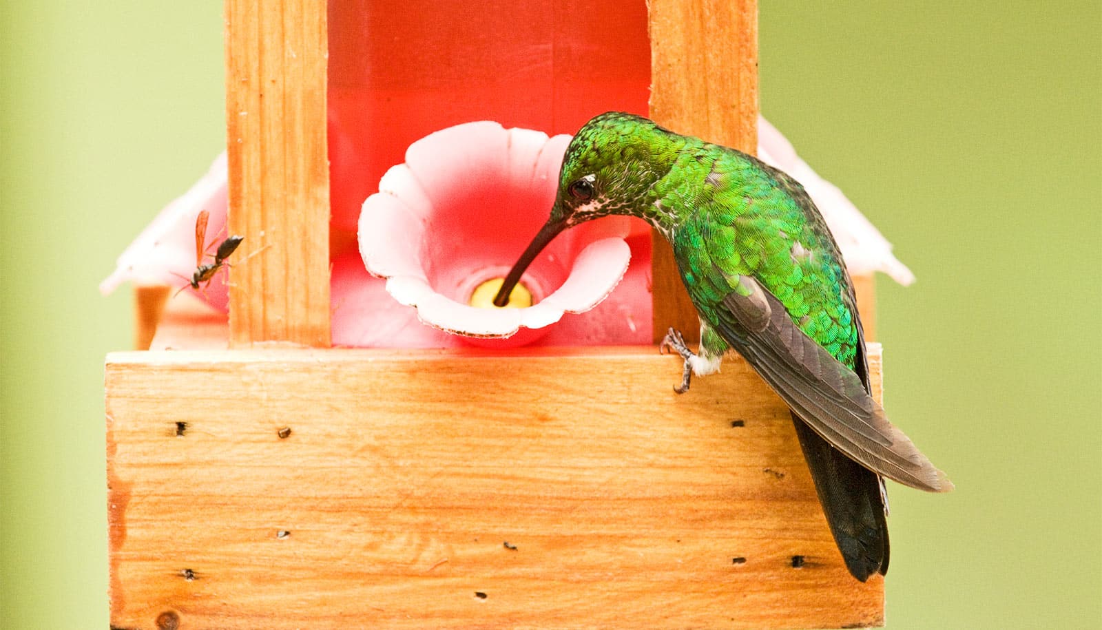 Bird feeding lifts well‑being