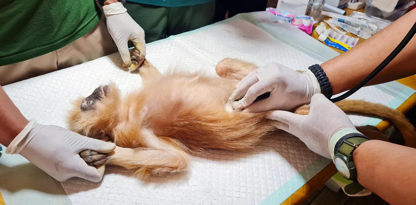 Hepatitis B Pada Lutung Jawa Lewat Pasar Satwa