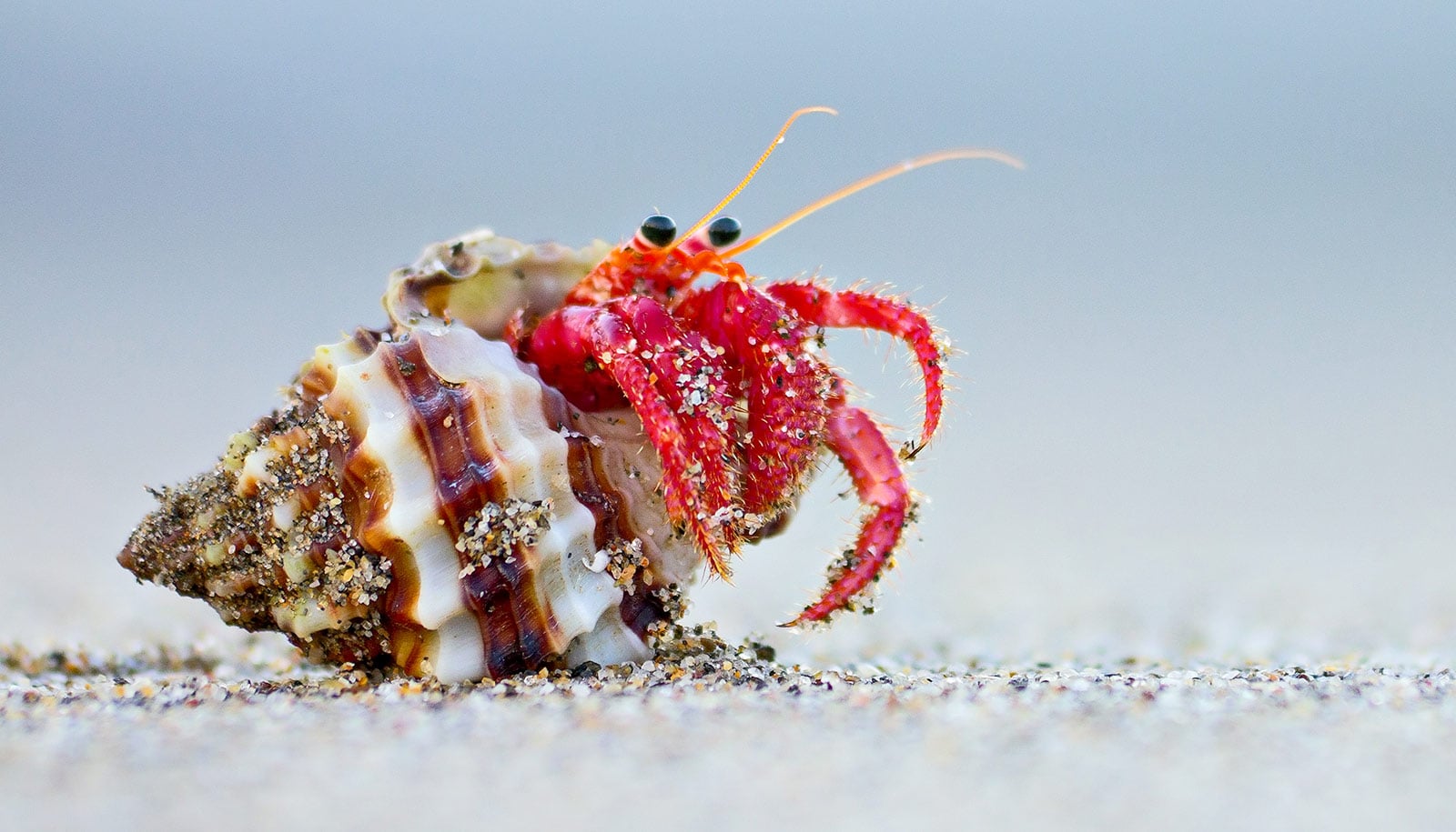 Hermit crabs adjust nutrient absorption not intake