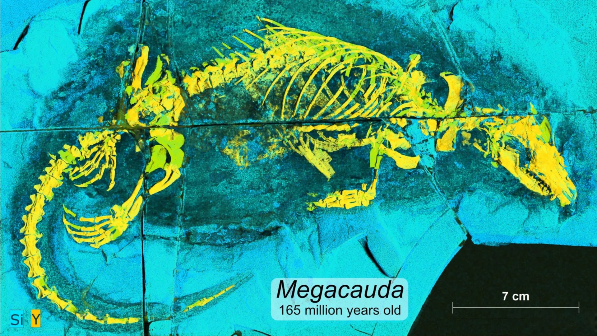An ancient aquatic predator and the origin of mammalian nursing