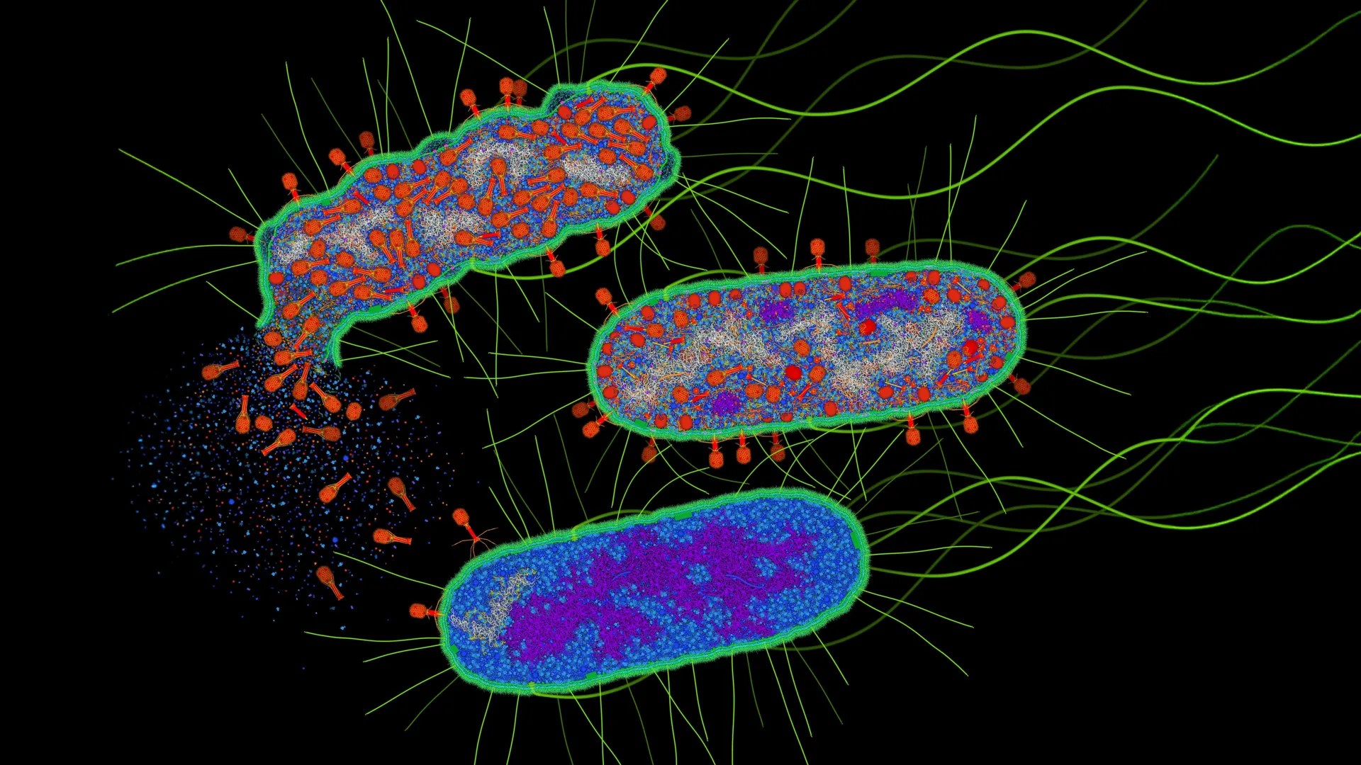 Bacterial immune systems use viral enzymes as alarms