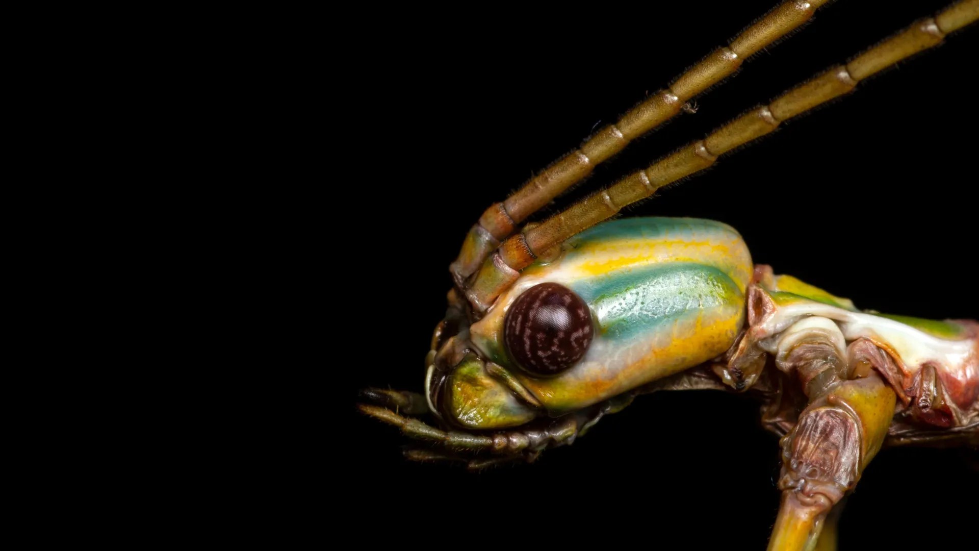 DNA reveals hidden diversity in Australian stick insects