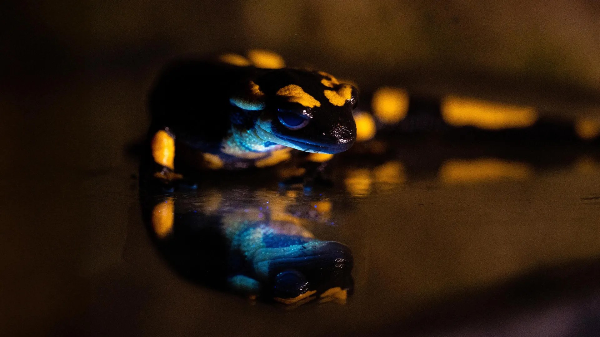 Fire salamander skin secretions exhibit persistent biofluorescence