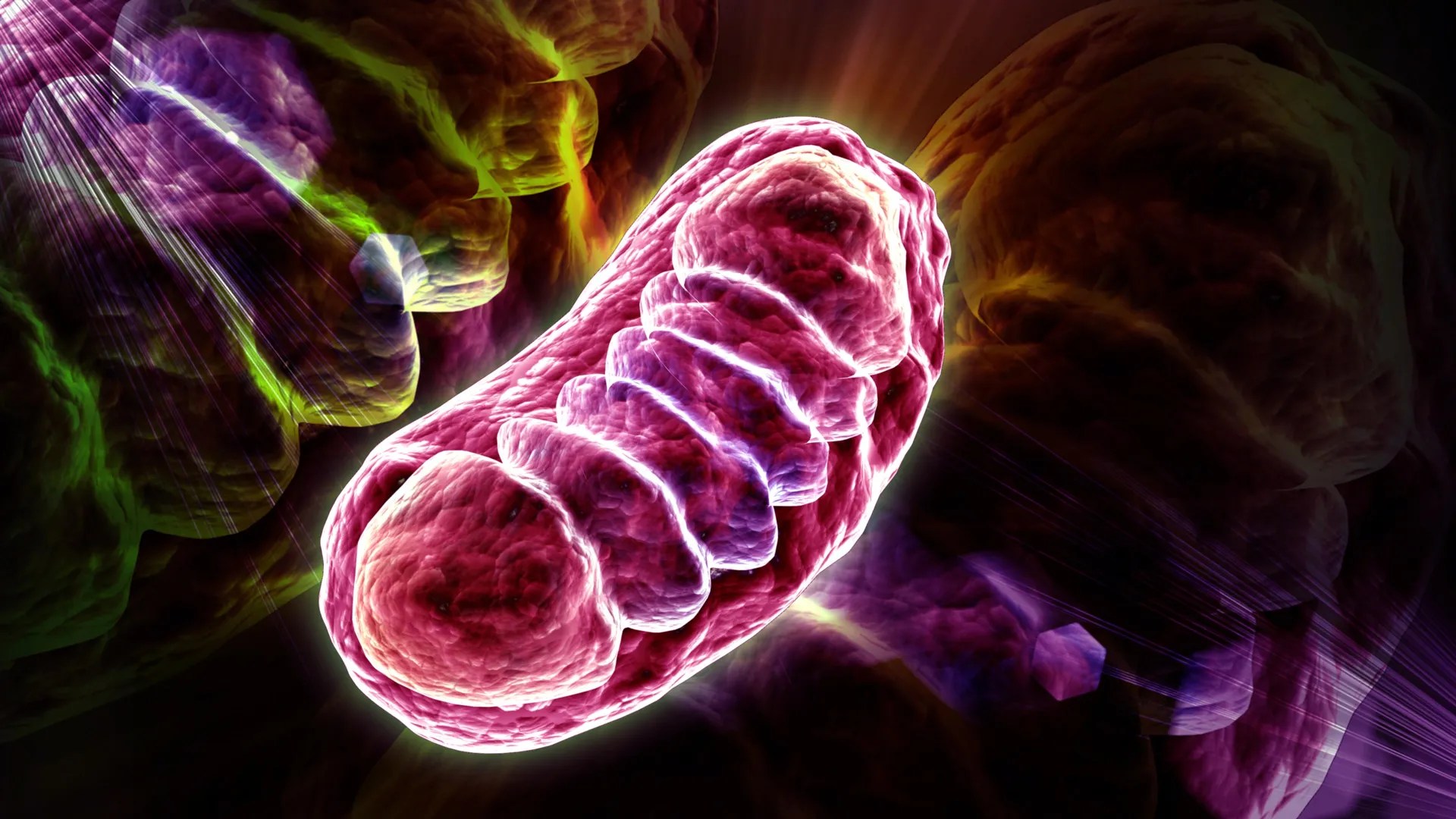 How leucine regulates mitochondrial energy production