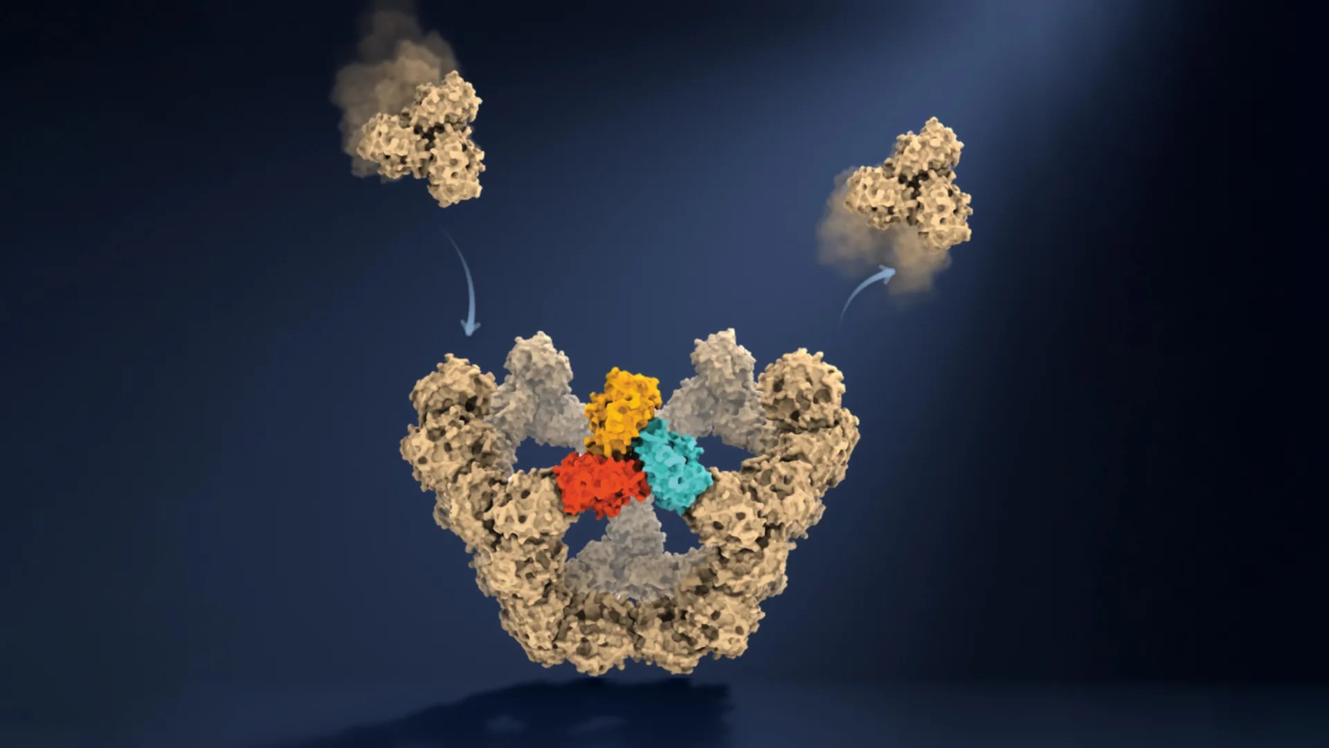 How viral protein shells assemble without a blueprint