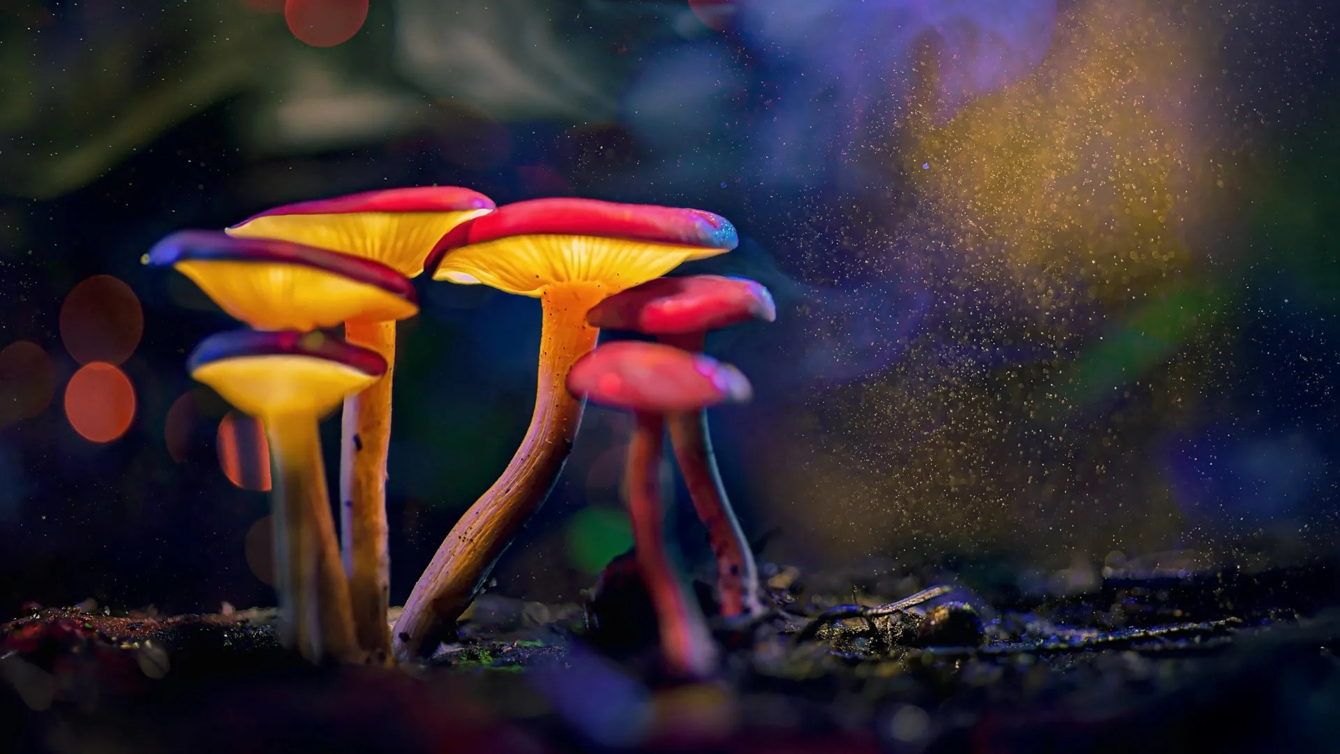 Low doses of psilocybin selectively reduce aggression in fish