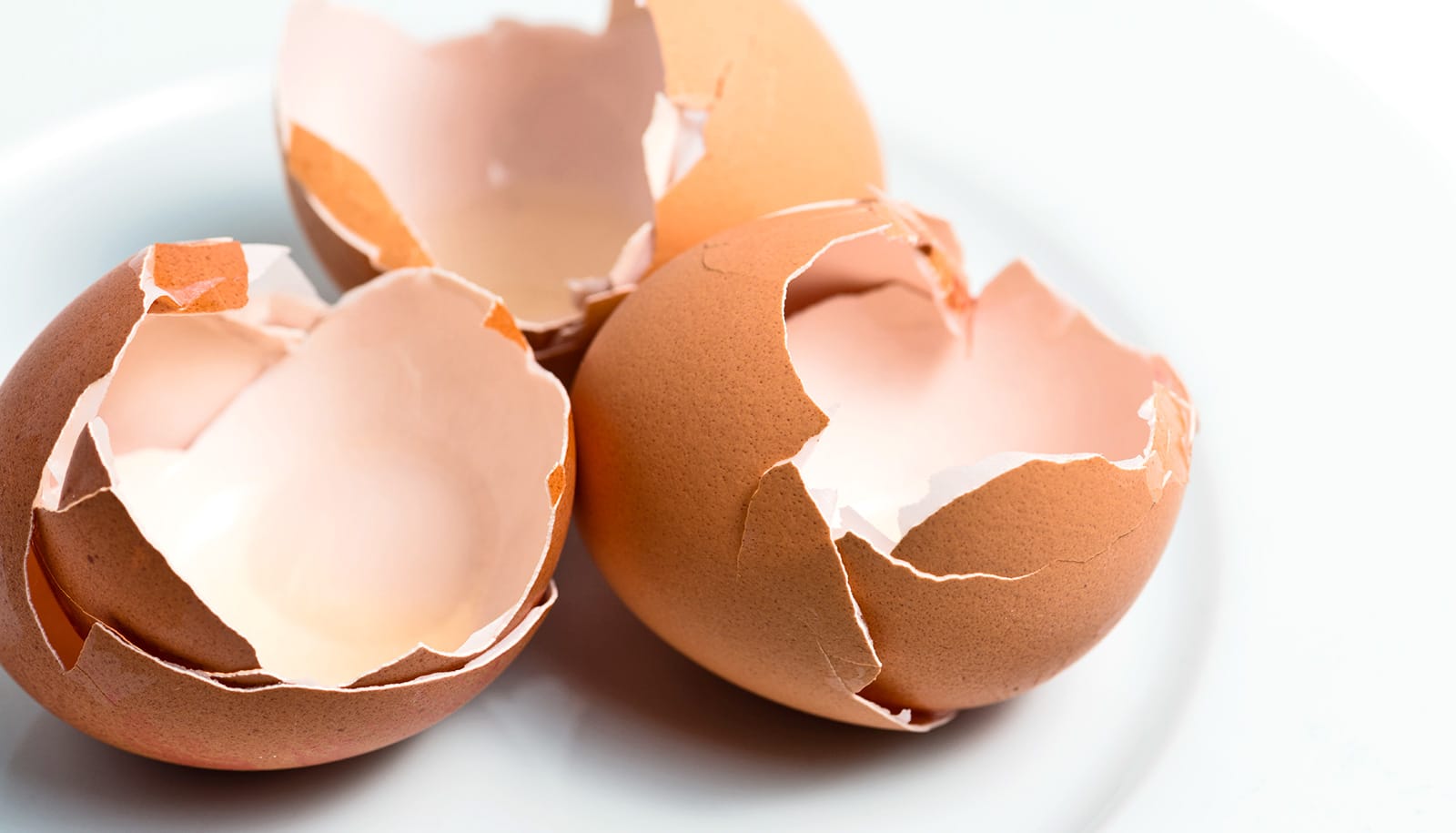 Making stronger magnesium alloys using powdered eggshells