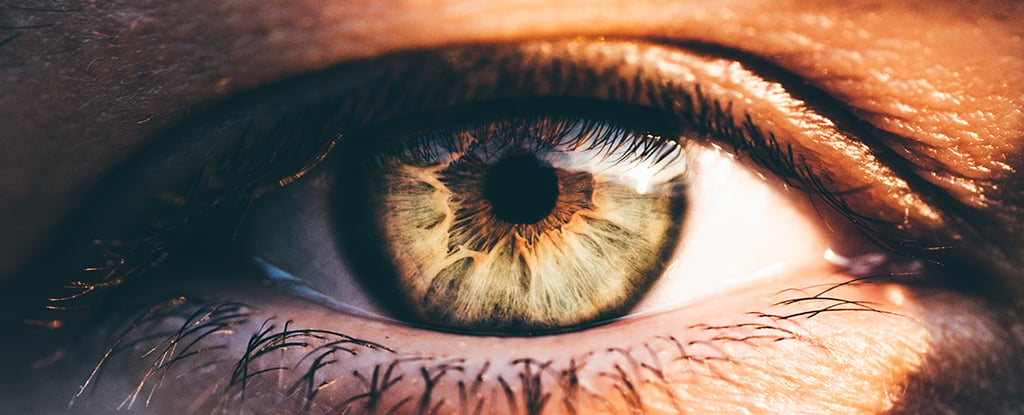 Scientists restored vision in mice by removing one protein that blocks eye repair